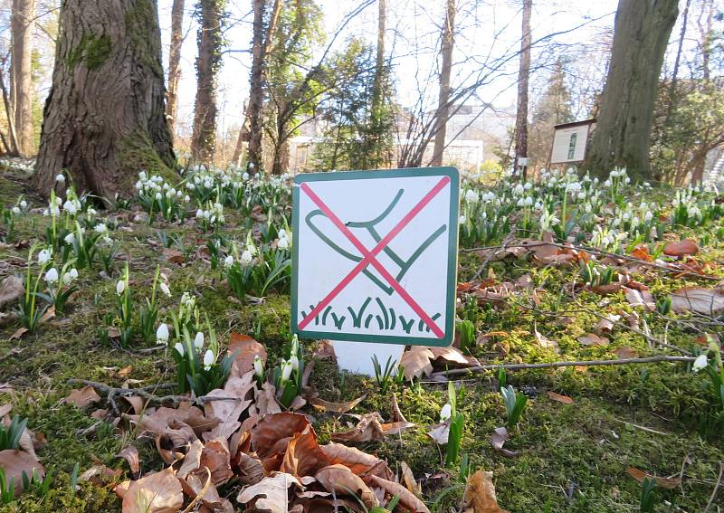 Botanickou zahradu v Táboře posely stovky bílých jarních květů.