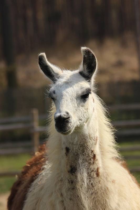 Táborská  lama Navara.