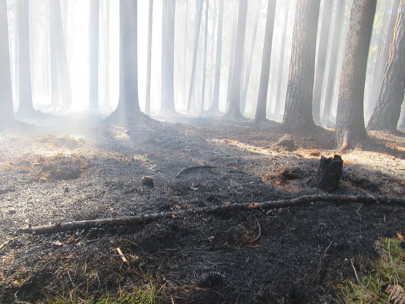 Lesní porost hořel ve středu 8. dubna mezi obcemi Myslkovice a Brandlín na Táborsku.