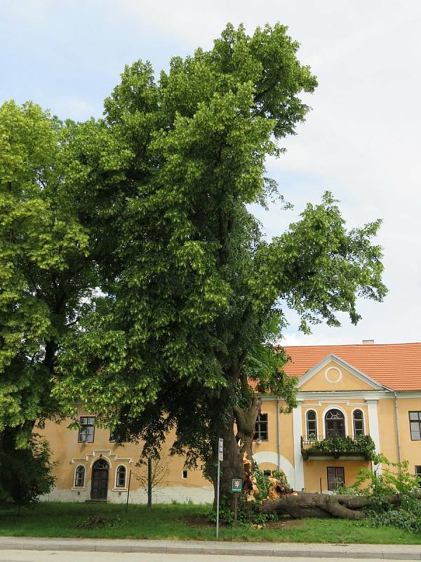 Téměř 300 let starý majestátní strom šel 24. června k zemi. Z táborských Měšic zřejmě zmizí nadobro, je nebezpečný okolí.