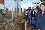 Z narozeninového krmení tygra ussurijského v táborské ZOO..