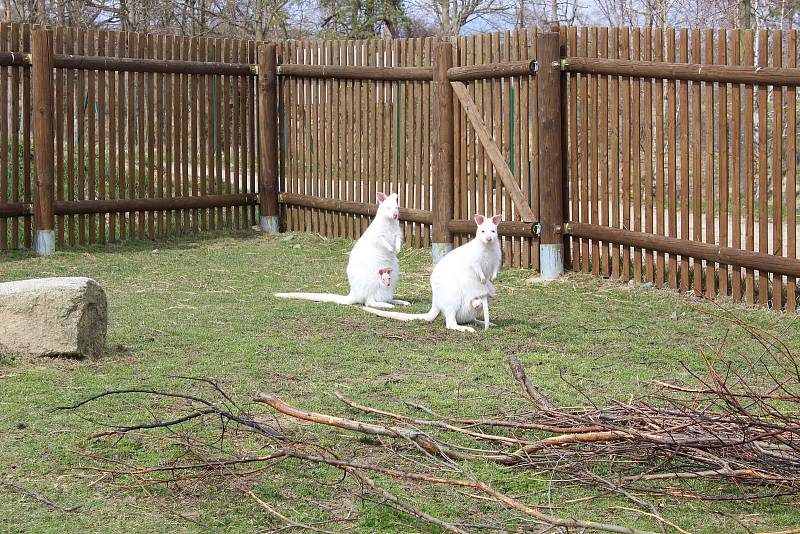 Zoo na jihu Čech otevřou brány návštěvníkům, připravuje se i táborská zoologická zahrada.