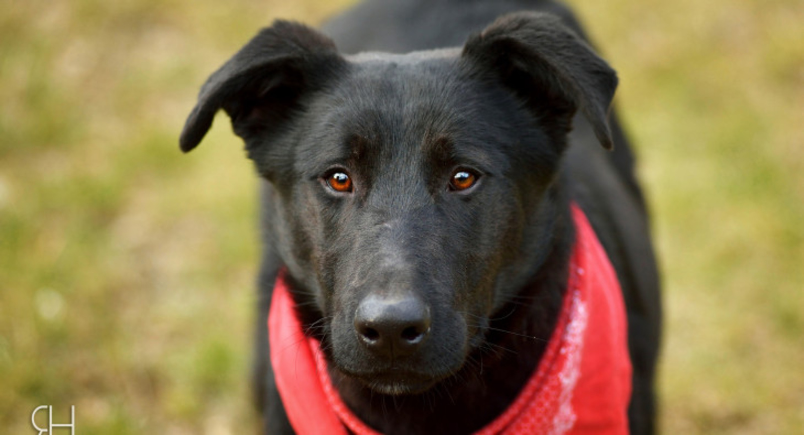 Psi, kteří čekají na adopci v táborském útulku - Táborský deník