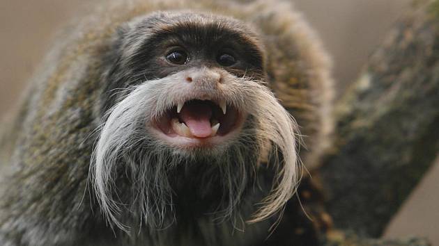 Tamarín vousatý - jeden z obyvatel ZOO Ohrada. 