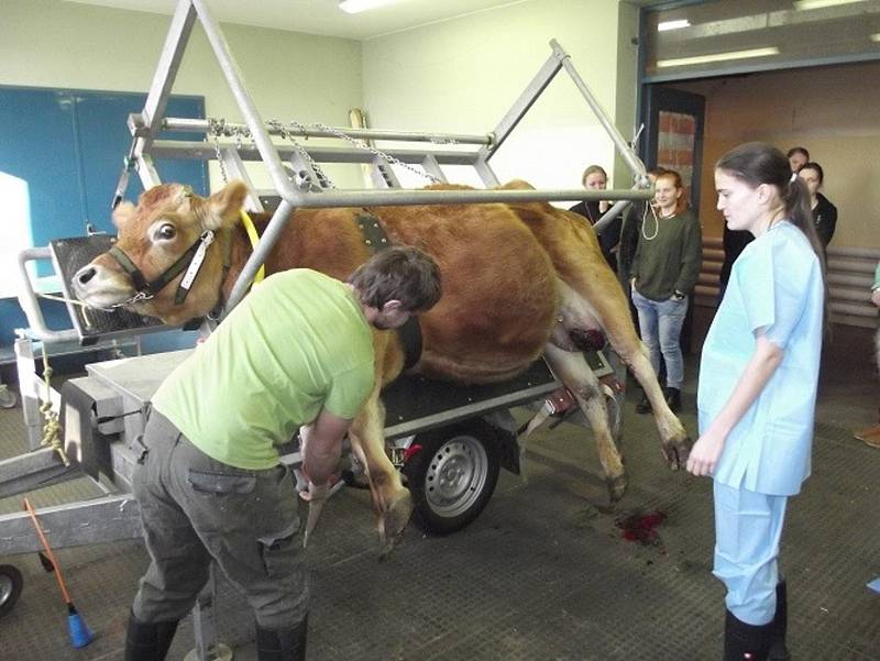 Operace dvanáctileté krávy z táborské zoo.