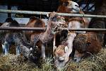 Velbloudi z farmy Záhostice u Chýnova jsou zvyklí na práci s lidmi. Vítají skupiny i individuální návštěvníky. Letos se narodila tři velblouďata a dvě hříbata.