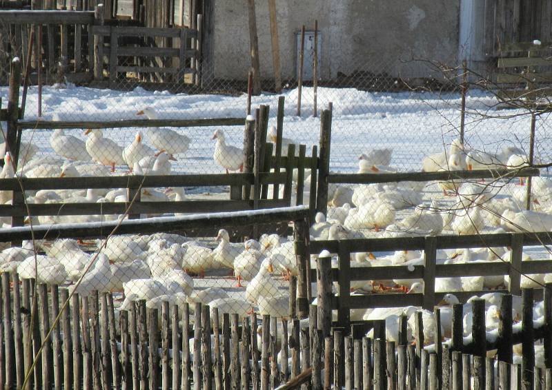 Kachní farma Strkov v Plané nad Lužnicí je jeden z velkochovů drůbeže na Táborsku v tzv. pásmu dozoru, nachází se ve vzdálenosti do deseti kilometrů od ohniska v Dlouhé Lhotě.