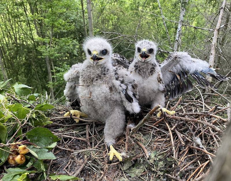 Nestejná velikost mláďat na hnízdě může být způsobena buď různým stářím, nebo rozdíly mezi pohlavími. Staršímu mláděti v pozadí je 24 dní, mladšímu (vepředu) 22 dní. Vzhledem k tomu, že starší mládě je viditelně menší, jde téměř určitě o samce, zatímco ve