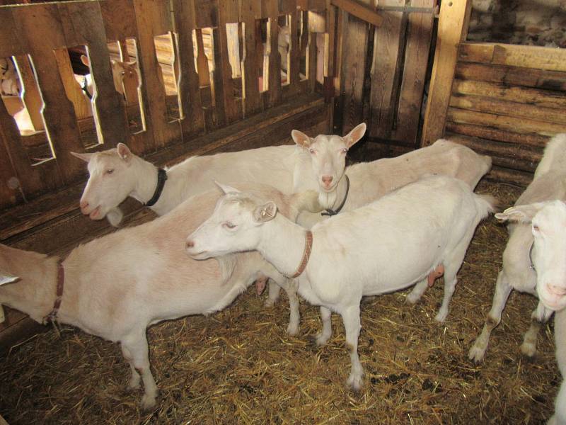 Na Kozí farmě u Svobodů v Turovecké ulici v Chýnově se již tradičně konaly Trhy ve dvoře.