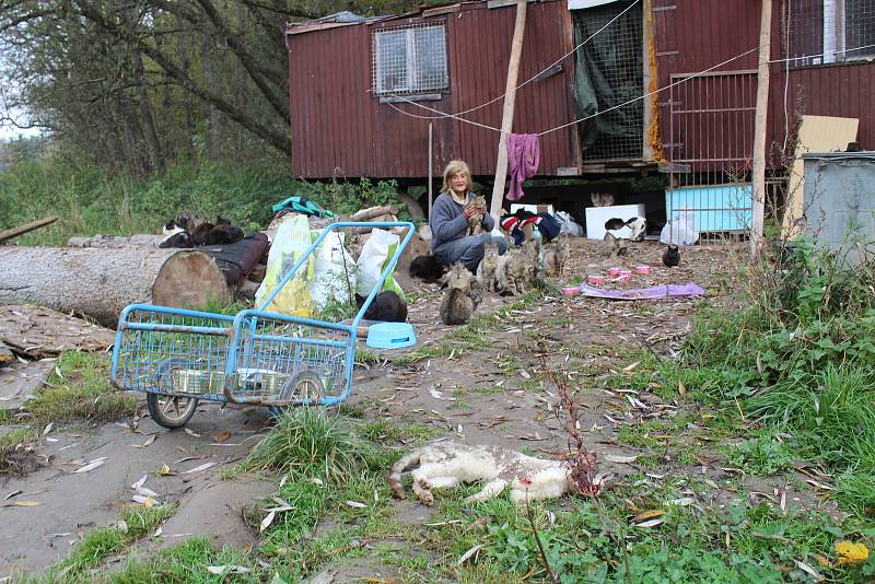 Jana Kaprálová bydlí na kraji Chýnova v rozpadlé maringotce s desítkami koček. Mají propadnout státu.