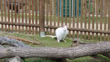 Zoo na jihu Čech otevřou brány návštěvníkům, připravuje se i táborská zoologická zahrada.