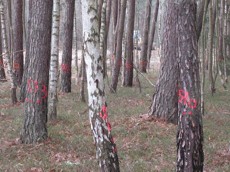 Velký oříšek pro stavaře je meandr Černovického potoka u Sedlečka. V prostoru mokřadu budují přístupové komunikace a provizorní přemostění. Kvůli komplikovaným geologickým poměrům založí železobetonovou stavbu hlubinně na velkoprůměrových pilotách. Celkov