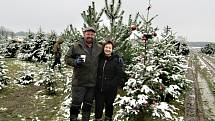 U Holců na plantáži nasají zákazníci při výběru vánočního stromečku vánoční atmosféru. Letos pro ně totiž pěstitelé přichystali i občerstvení.