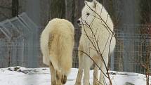 V táborské zoologické zahradě to žije i v zimním období. Návštěvníci sem mohou dorazit o víkendem a svátcích do konce března od 9 do 16 hodin. Otevřeno bude i o pololetních a jarních prázdninách.