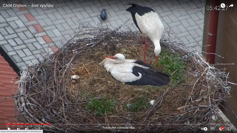 Od úterý 23. května se v Chýnově na Táborsku stejnopohlavnímu páru čápů bílých vyklubala dvě čápata