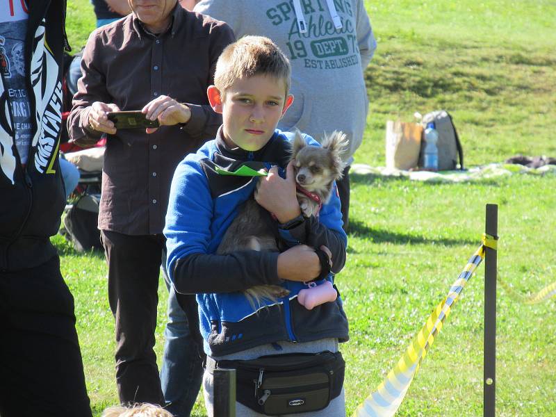 V sobotu 21. září se konal již 9. ročník Psího dne aneb Táborské voříškiády.