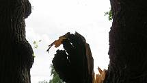 Téměř 300 let starý majestátní strom šel 24. června k zemi. Z táborských Měšic zřejmě zmizí nadobro, je nebezpečný okolí.