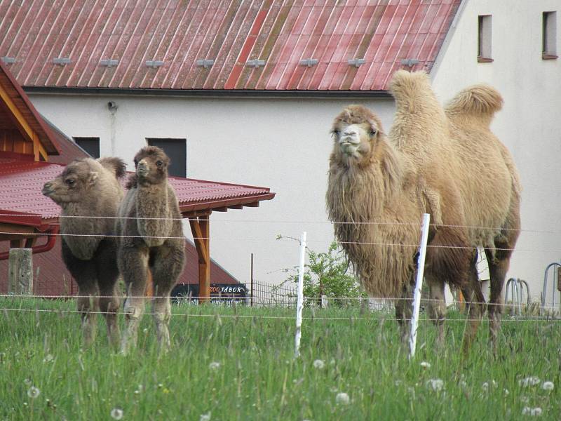 Velbloudi uchvátili Žanetu Krátoškovou při prvním setkání, na farmě seznamuje jak s jednohrbými, tak dvojhrbými přežvýkavci. Chovatel lam Jiří Švanda představuje zase hravé dlouhokrké sudokopytníky.