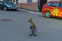 V Táboře poskakuje po ulicích klokan. Foto zveřejnili táborští strážníci na facebooku.