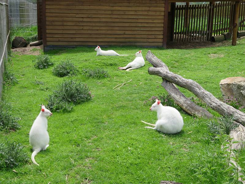 Táborská zoologická zahrada po nucené koronavirové pauze zažívá boom návštěvníků.