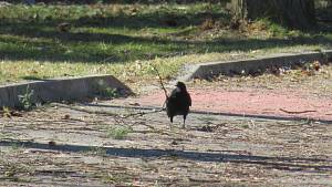 Havraní kolonie v Táboře a Sezimově Ústí, černí ptáci už si opravují hnízda.