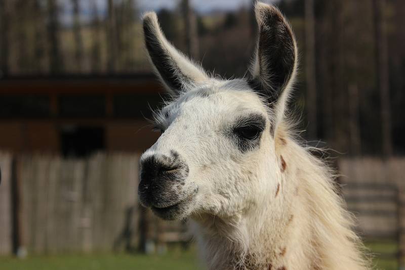 Táborská  lama Navara.