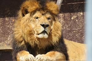 Zoo Tábor v srpnu 2023. Surikaty mají nový výběh, aktuálně se staví větší ubikace také pro lvy.