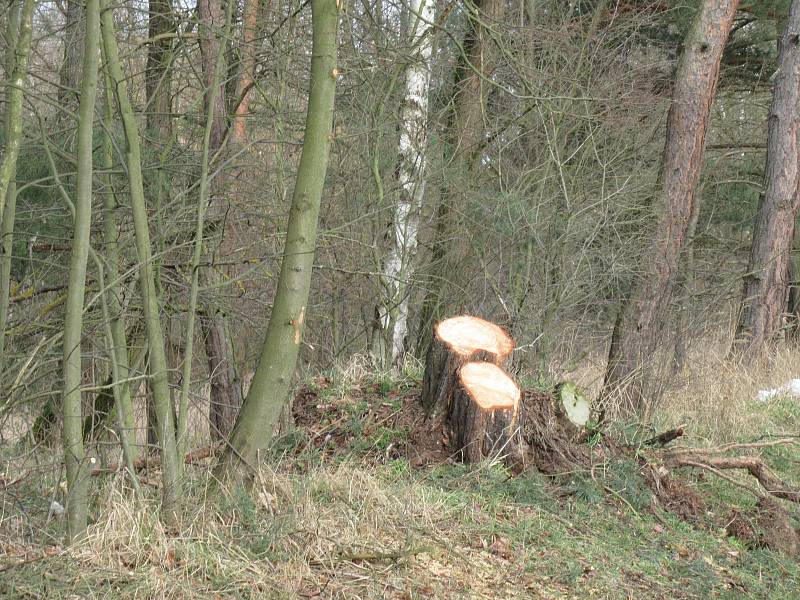 Stromy z neděle na pondělí padaly v Bojbukách, Turovci, Nadějkově, Dráchově, Veselí nad Lužnicí, Opařanech a u Košic. Na poli u Dlouhé Lhoty leží dokonce převrácená kazatelna.