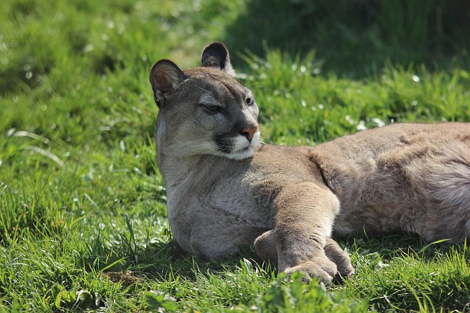 Puma Líla se začala opalovat a když má náladu, předvede svou ladnou krásu návštěvníkům.