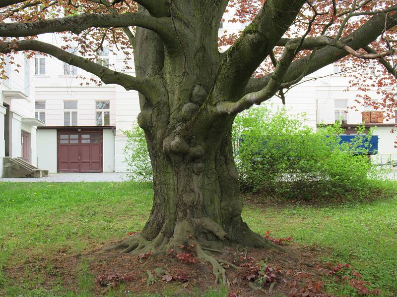 Návštěvník může v arboretu obdivovat evropské a cizokrajné dřeviny. Hlavní výzkumný program představuje užitkové rostliny. Zahrada je volně přístupná bez výběru vstupného.