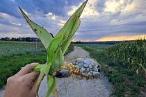 Aztécká pochoutka je nejrozšířenější chorobou kukuřice.