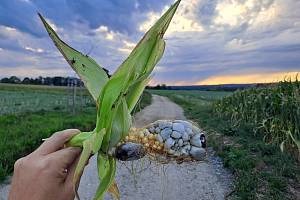 Aztécká pochoutka je nejrozšířenější chorobou kukuřice.
