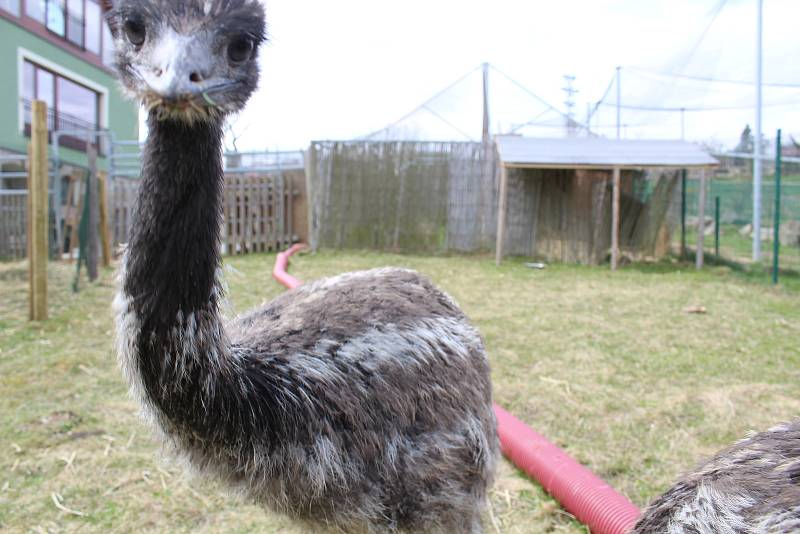 Zoo na jihu Čech otevřou brány návštěvníkům, připravuje se i táborská zoologická zahrada.