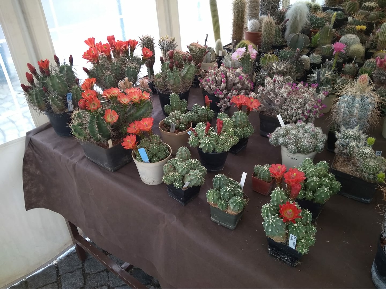 Prohlédněte si kvetoucí kaktusy - Táborský deník