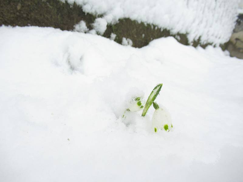 Na Táborsku napadlo asi 5 centimetrů čerstvého sněhu a stále sněží. V Plané nad Lužnicí začali zaměstnanci technických služeb hned ráno prohrnovat sníh na zastávkách.