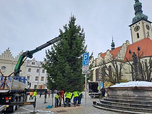 Vánoční strom pro město Tábor v pondělí 27. listopadu dorazil z Hodušína na místo určení na Žižkovo náměstí.