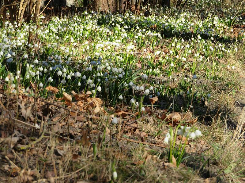 Botanickou zahradu v Táboře posely stovky bílých jarních květů.