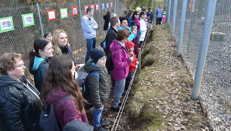 Z narozeninového krmení tygra ussurijského v táborské ZOO..