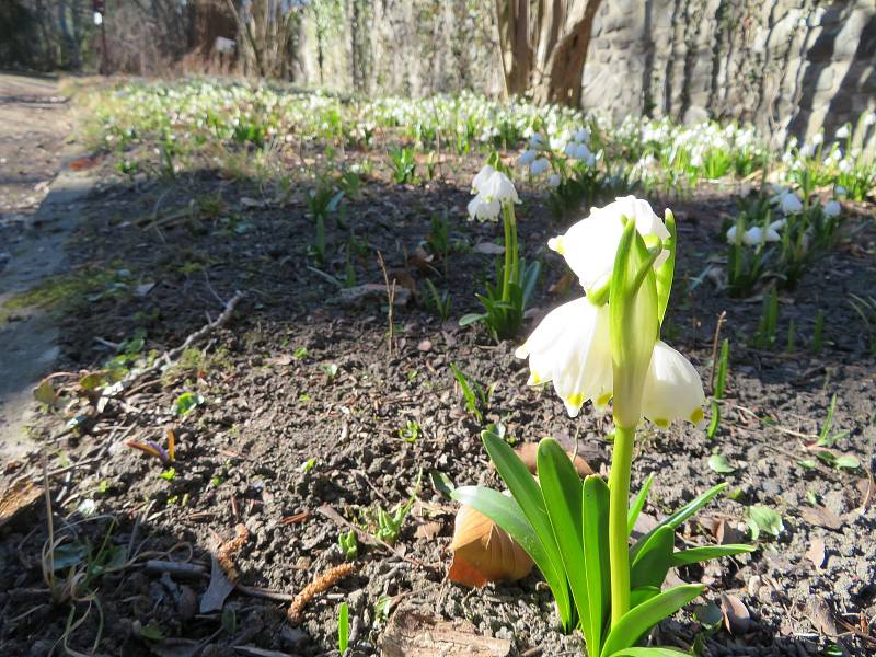 Botanickou zahradu v Táboře posely stovky bílých jarních květů.