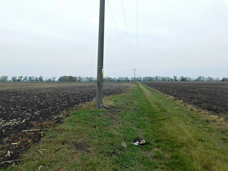 Nejtypičtější situace úhynů kání lesních na sloupech vysokého napětí: betonový sloup nese rovinnou konzolu se třemi podpěrnými izolátory, linka vede otevřenou krajinou, kde jsou možnosti dosednutí pro dravce velmi omezené, polní cesta je navíc často jedin