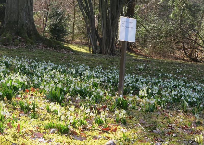 Botanickou zahradu v Táboře posely stovky bílých jarních květů.