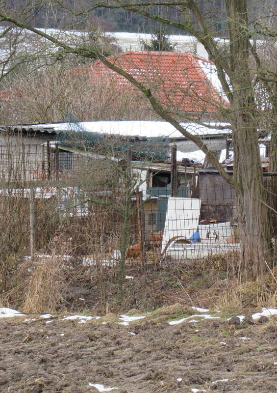 V malochovu drůbeže V Dlouhé Lhotě odhalila Státní veterinární správa první ohnisko ptačí chřipky na Táborsku. Nákazu do chovu nejspíš zavlekly divoké kachny z Návesního rybníka.