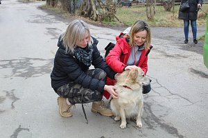 V útulcích by je čekala smrt. Spolek zachraňuje ze Slovenska nechtěné psy 