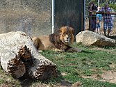 Lev z táborské zoo. 