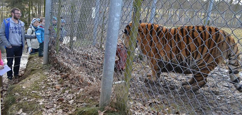 Z narozeninového krmení tygra ussurijského v táborské ZOO..