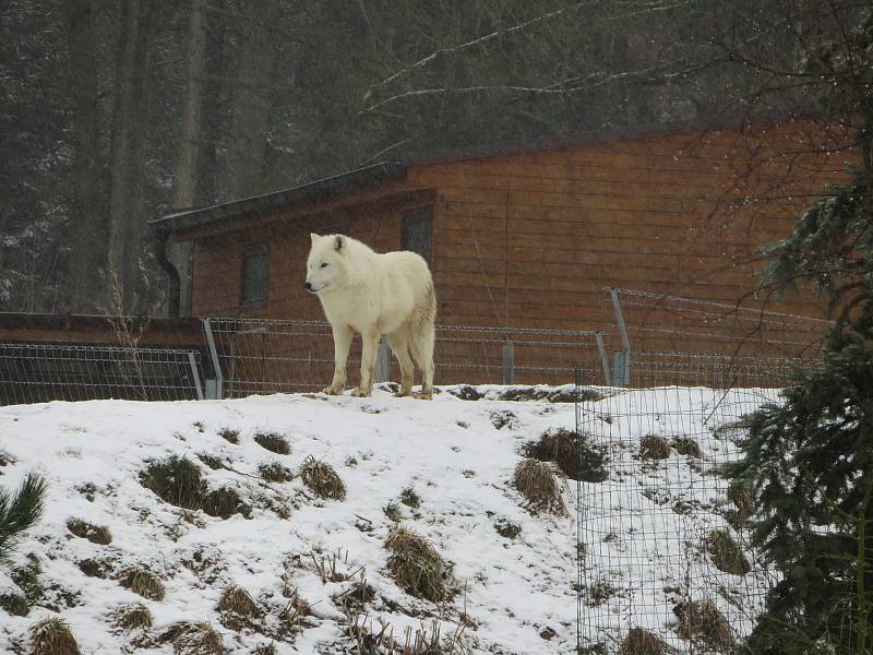 V táborské zoologické zahradě to žije i v zimním období. Návštěvníci sem mohou dorazit o víkendem a svátcích do konce března od 9 do 16 hodin. Otevřeno bude i o pololetních a jarních prázdninách.