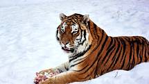 V táborské zoologické zahradě žije mnoho zvířat, která si mrazivé počasí vysloveně užívají. Patří k nim i maskot ZOO Tábor – tygr Rocky.