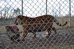 Z narozeninového krmení tygra ussurijského v táborské ZOO..