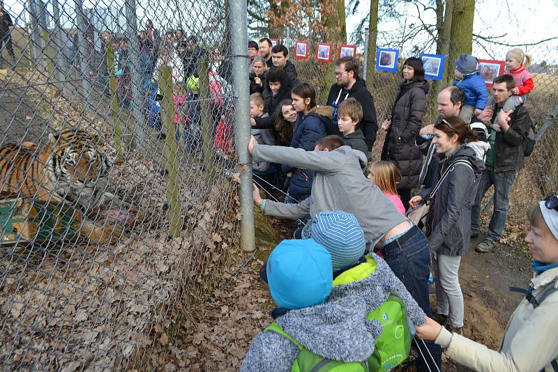 Z narozeninového krmení tygra ussurijského v táborské ZOO..