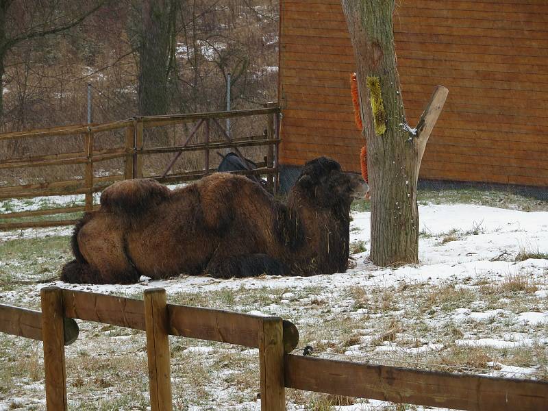 V táborské zoologické zahradě to žije i v zimním období. Návštěvníci sem mohou dorazit o víkendem a svátcích do konce března od 9 do 16 hodin. Otevřeno bude i o pololetních a jarních prázdninách.